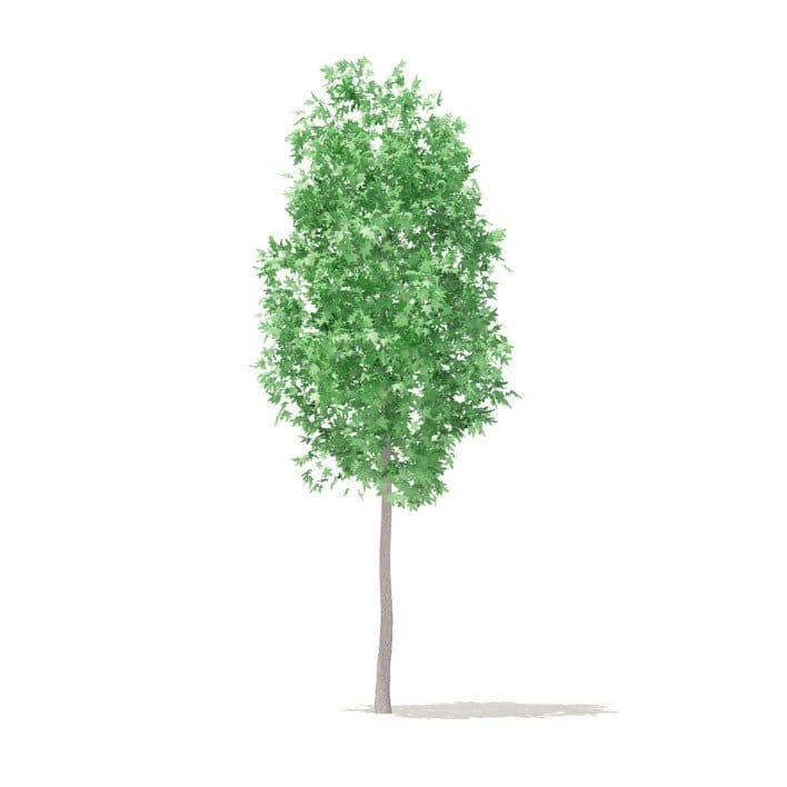 American Sweetgum 3D Model 2.3m