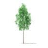 American Sweetgum 3D Model 2.3m (10031) - Image 3