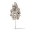 American Sweetgum 3D Model 2.3m (10031) - Image 4