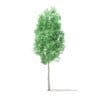 American Sweetgum 3D Model 2.3m (10031) - Image 5