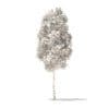 American Sweetgum 3D Model 2.3m (10031) - Image 6