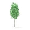 Trees 3D Models Collection - Volume 100 - Image 32