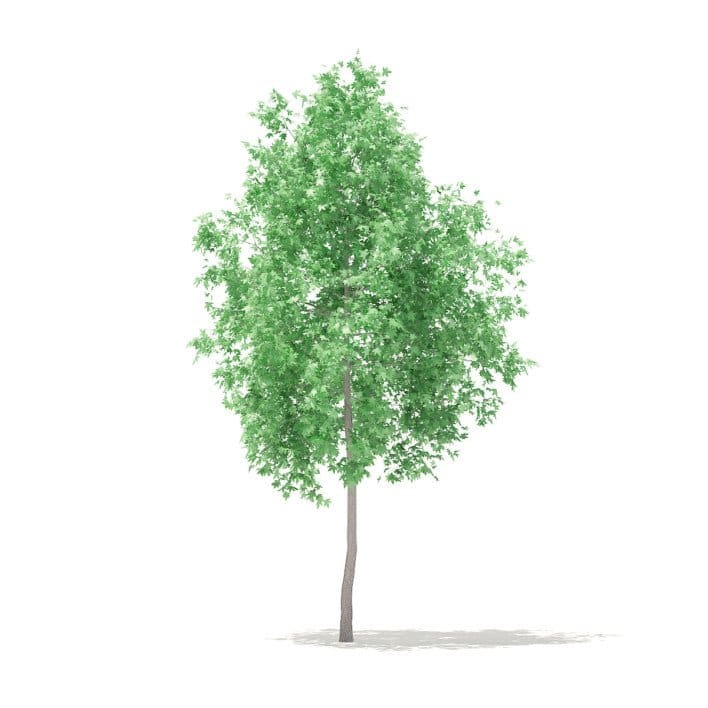 American Sweetgum 3D Model 2.9m