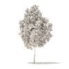 American Sweetgum 3D Model 2.9m (10033) - Image 2