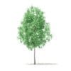American Sweetgum 3D Model 2.9m (10033) - Image 3