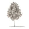 American Sweetgum 3D Model 2.9m (10033) - Image 4