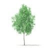 American Sweetgum 3D Model 2.9m (10033) - Image 5