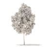 American Sweetgum 3D Model 2.9m (10033) - Image 6
