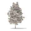 American Sweetgum 3D Model 5.4m (10035) - Image 2