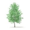 American Sweetgum 3D Model 5.4m (10035) - Image 3