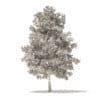 American Sweetgum 3D Model 5.4m (10035) - Image 4