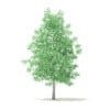 American Sweetgum 3D Model 5.4m (10035) - Image 5