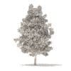 American Sweetgum 3D Model 5.4m (10035) - Image 6