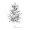 American Sweetgum with Snow 3D Model 5.4m (10036) - Image 4