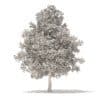 American Sweetgum 3D Model 6.3m (10037) - Image 2