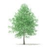 American Sweetgum 3D Model 6.3m (10037) - Image 3