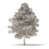 American Sweetgum 3D Model 6.3m (10037) - Image 4