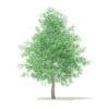 American Sweetgum 3D Model 6.3m (10037) - Image 5