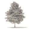 American Sweetgum 3D Model 6.3m (10037) - Image 6