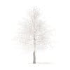 Trees 3D Models Collection - Volume 100 - Image 39
