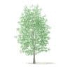 American Sweetgum 3D Model 9m (10039) - Image 3