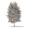 American Sweetgum 3D Model 9m (10039) - Image 4