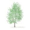 American Sweetgum 3D Model 9m (10039) - Image 5
