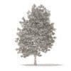 American Sweetgum 3D Model 9m (10039) - Image 6