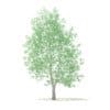 Trees 3D Models Collection - Volume 100 - Image 40
