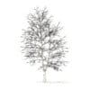 American Sweetgum with Snow 3D Model 9m (10040) - Image 2