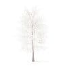 American Sweetgum with Snow 3D Model 9m (10040) - Image 3