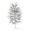 American Sweetgum with Snow 3D Model 9m (10040) - Image 4