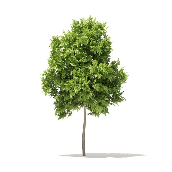 American Elm 3D Model 2.2m (10041)