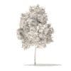 American Elm 3D Model 2.2m (10041) - Image 2