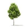 American Elm 3D Model 2.2m (10041) - Image 3
