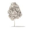 American Elm 3D Model 2.2m (10041) - Image 4