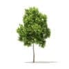 American Elm 3D Model 2.2m (10041) - Image 5