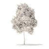 American Elm 3D Model 2.2m (10041) - Image 6