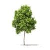 Trees 3D Models Collection - Volume 100 - Image 42