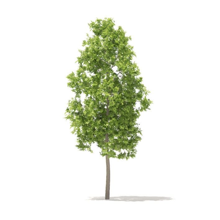 American Elm 3D Model 3.3m