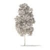 American Elm 3D Model 3.3m (10043) - Image 4