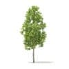 American Elm 3D Model 3.3m (10043) - Image 5