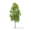 Trees 3D Models Collection - Volume 100 - Image 44