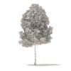 American Elm 3D Model 6.2m (10045) - Image 2
