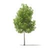 American Elm 3D Model 6.2m (10045) - Image 3
