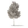 American Elm 3D Model 6.2m (10045) - Image 4