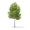 American Elm 3D Model 6.2m (10045) - Image 5