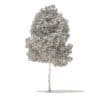 American Elm 3D Model 6.2m (10045) - Image 6