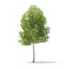 Trees 3D Models Collection - Volume 100 - Image 46