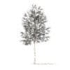 American Elm with Snow 3D Model 6.2m (10046) - Image 2